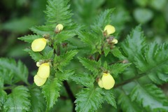 Calceolaria gracilis